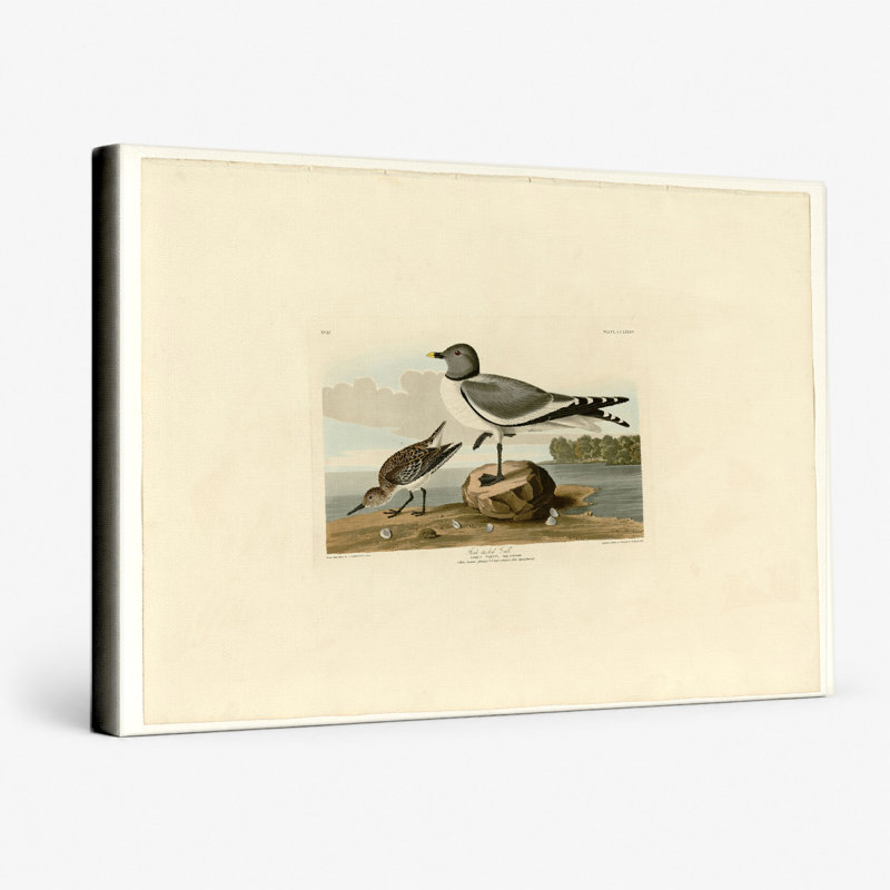 Goéland à la fourche, plaque 285 - paysage, art mural sur toile, L 18 po x H 12 po