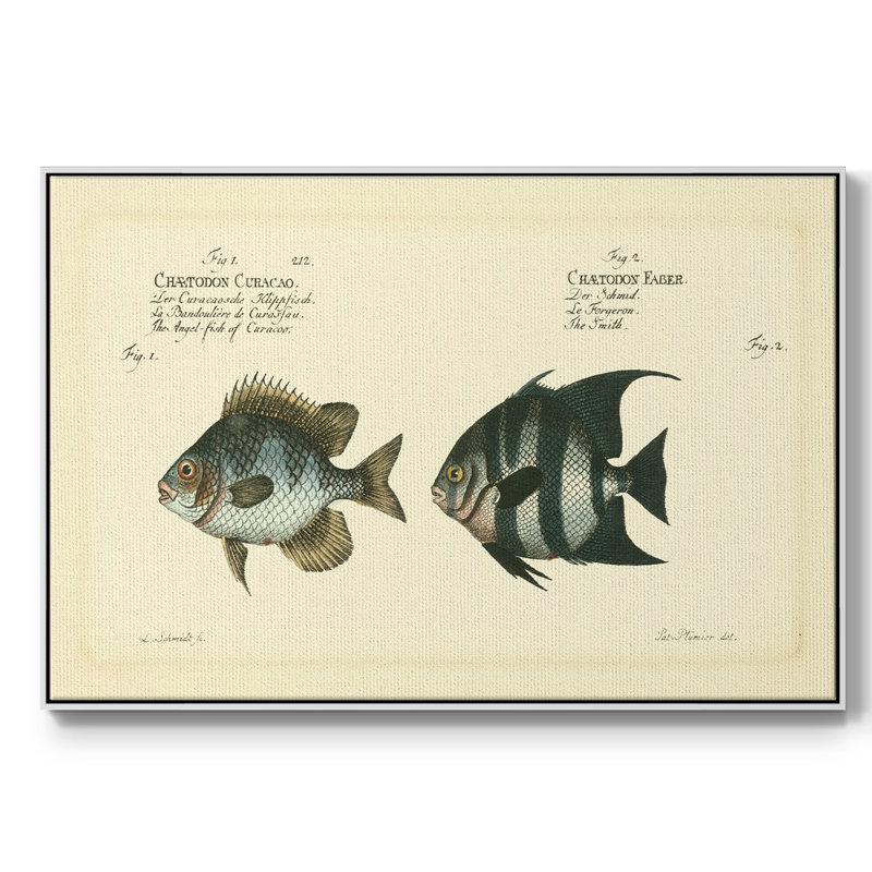 Bloch Antique Fish II, reproduction d'art sur toile, H 17 po x l 25 po x P 2 po, Blanc