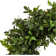 Faux Boxwood 18'' Wreath