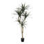 60 plantes Dracaena Marginata