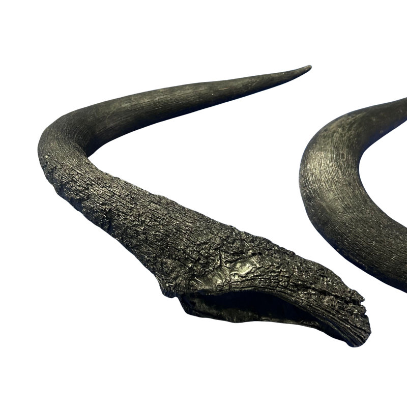 Real Black Wildebeest Horn Set, Dark Brown
