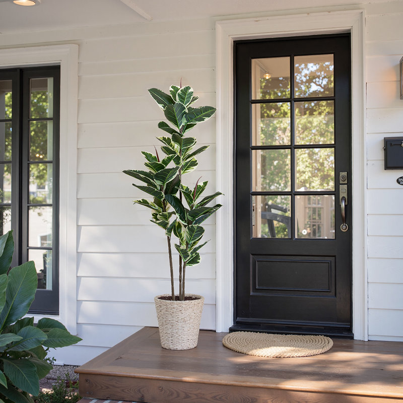 Arbre à ficus 5 pi, H 63 po x l 6 po x P 6 po