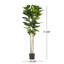 Figuier Norfolk en pot