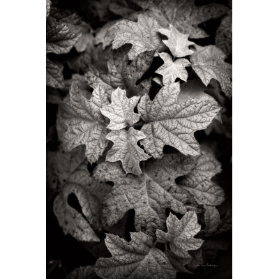Hydrangea Leaves in Black and White by Debra Van Swearingen - Painting Print