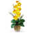 Orchidée est en rupture de stock