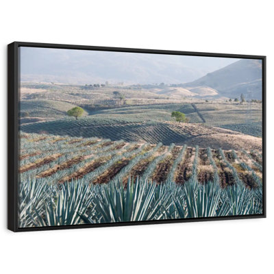 Tequila Jalisco Agave Field