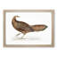 Argus Pheasant Illustration by John Edward Gray - Single Picture Frame Painting-55545049-55545047