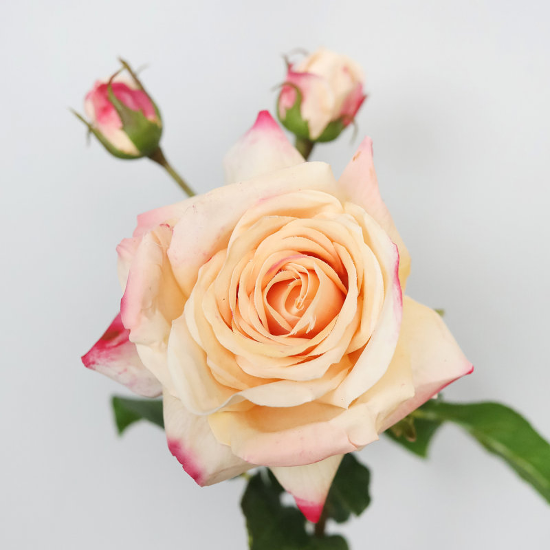 Rose Faux Floral, Peach