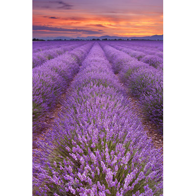 Fields of Lavender in Provence par Sara_Winter - Photographie sur toile tendue