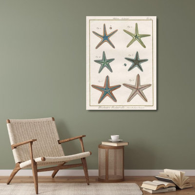 ArtDirect Wild Apple Portfolio Gallery Wrapped Canvas Art Titled: Histoire Naturelle Starfish I