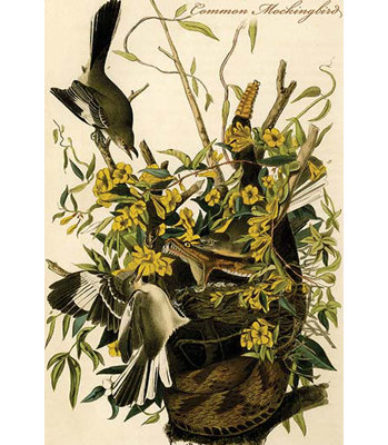 Oiseau commun-impression d’art graphique