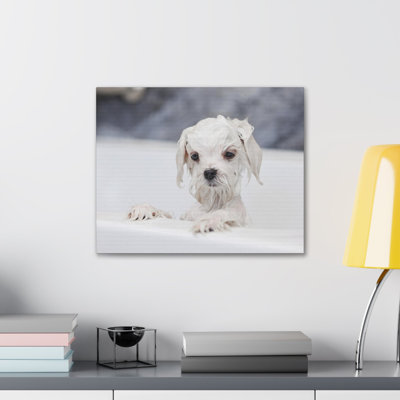 Cute White Maltese Bath Canvas Wall Art
