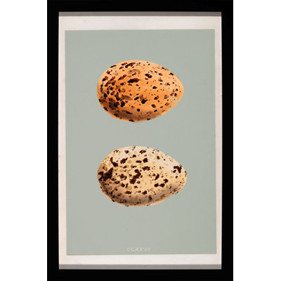 Classic Egg Study 1 Print