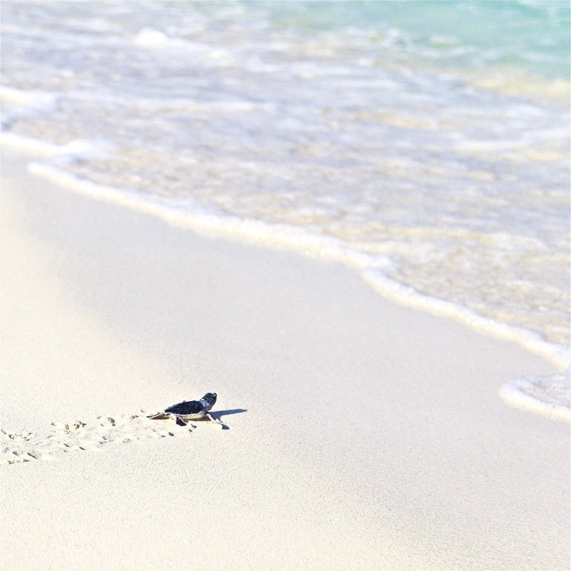 Newborn Turtles by Italiansight - Wrapped Canvas Print, 122cm H x 122cm W x 3.8cm D