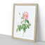 Pink Cabbage Roses by Pierre-Joseph Redoute - Picture Frame Painting Print-55583642-55583643