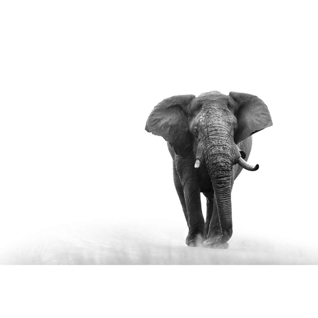 Elephant Loxodonta Africana Big5 Safari Wildlife Game Drive Kruger Black White - Wrapped Canvas Print