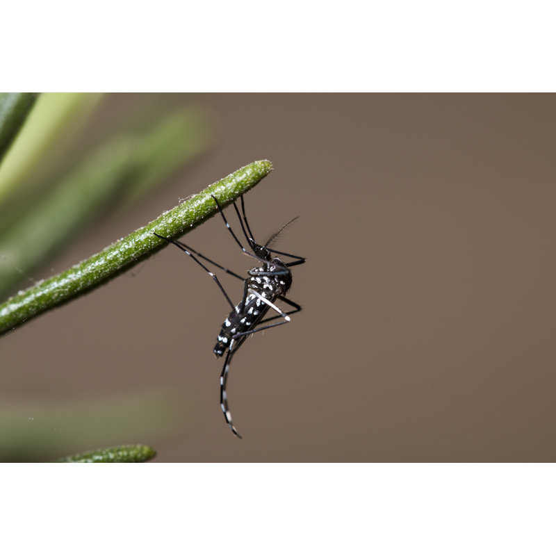 Asian Tiger Mosquito by Mountbatten421 - Wrapped Canvas Print, 30cm H x 46cm W x 3.8cm D