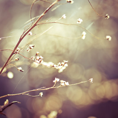 Wildflowers in The Morning by Jeja