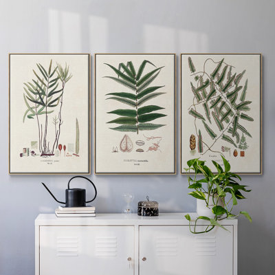 " Botanical Society Ferns X " 3 - Pieces