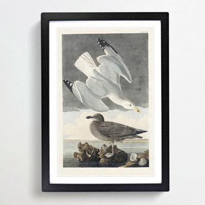 Herring Gulls by John Audubon - Picture Frame Painting Print