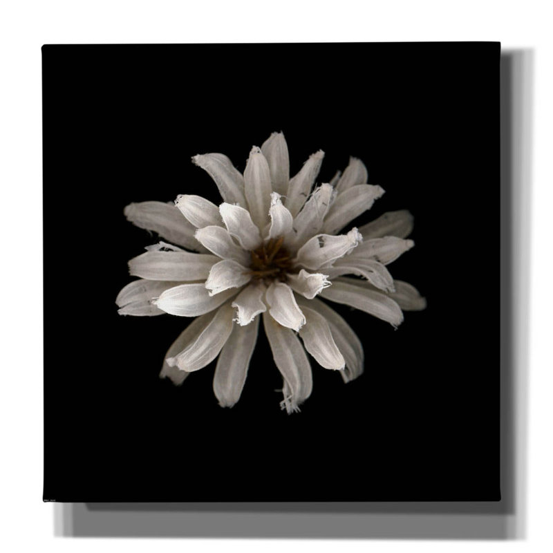Tout blanc par PhotoINC Studio, H 37 po x l 37 po x P 1,5 po