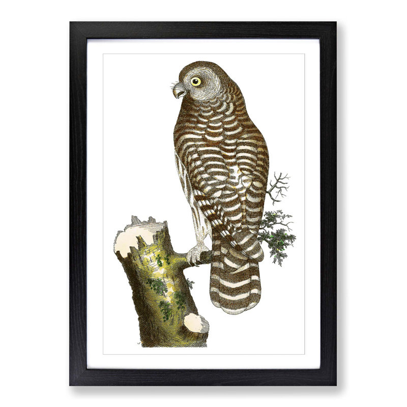 Clouded Owl by George Shaw - Picture Frame Painting Print, Black Framed, 48cm H x 36cm W x 2cm D