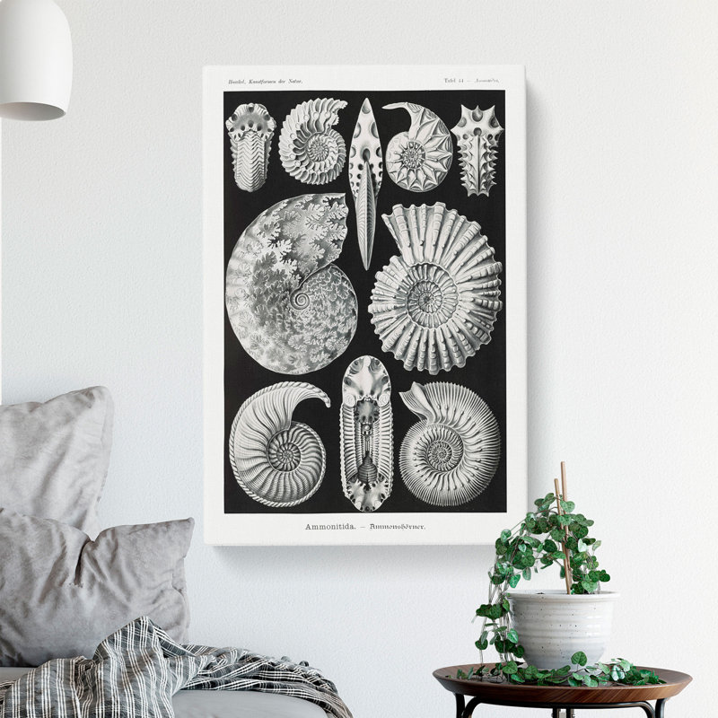 Seashells Ammonitida by Ernst Haeckel - Wrapped Canvas, 60cm H x 40cm W x 3cm D