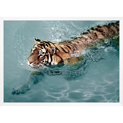 Tiger Swim 2 Print by Mat Sanders