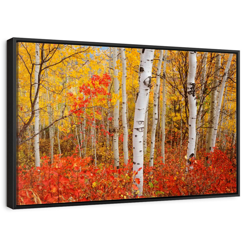 Bouleaux d'automne, 46 po x 31 po, Cadre flottant noir