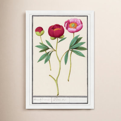 Red and Pink Peony Botanical Study Print