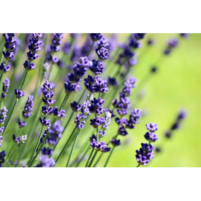 Flowering Lavender Plant - Wrapped Canvas Print