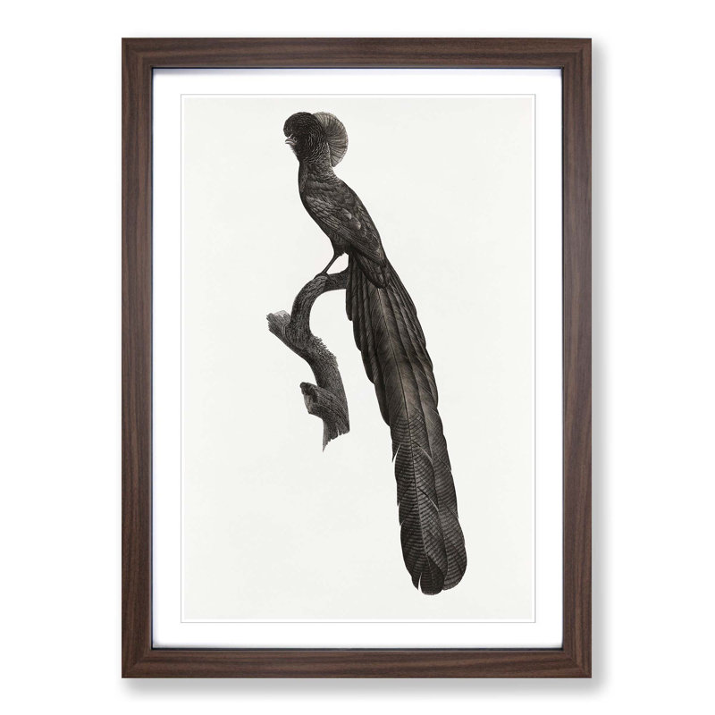 Magpie Bird of Paradise by Jacques Barraband - Picture Frame Art Print, 48cm H x 36cm W x 2cm D, Walnut Framed