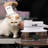 3 in 1 Dog Grooming Set with Vacuum Cleaner, Hair Dryer, 6 Grooming Tools and Clipper-87085891