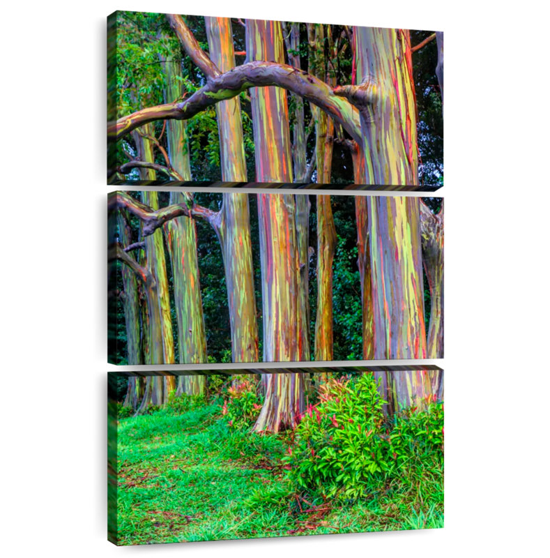 Arbres d'eucalyptus Alvord Maui Rainbow