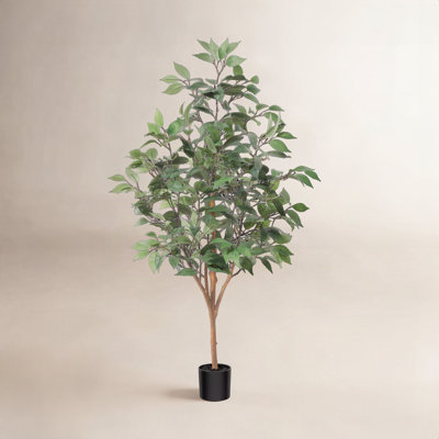 Adcock Ficus Tree in Pot