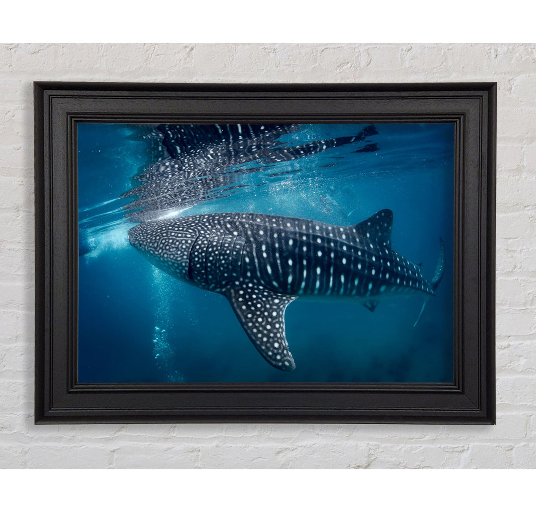 Gerahmtes Leinwandbild Spotted Whale Shark