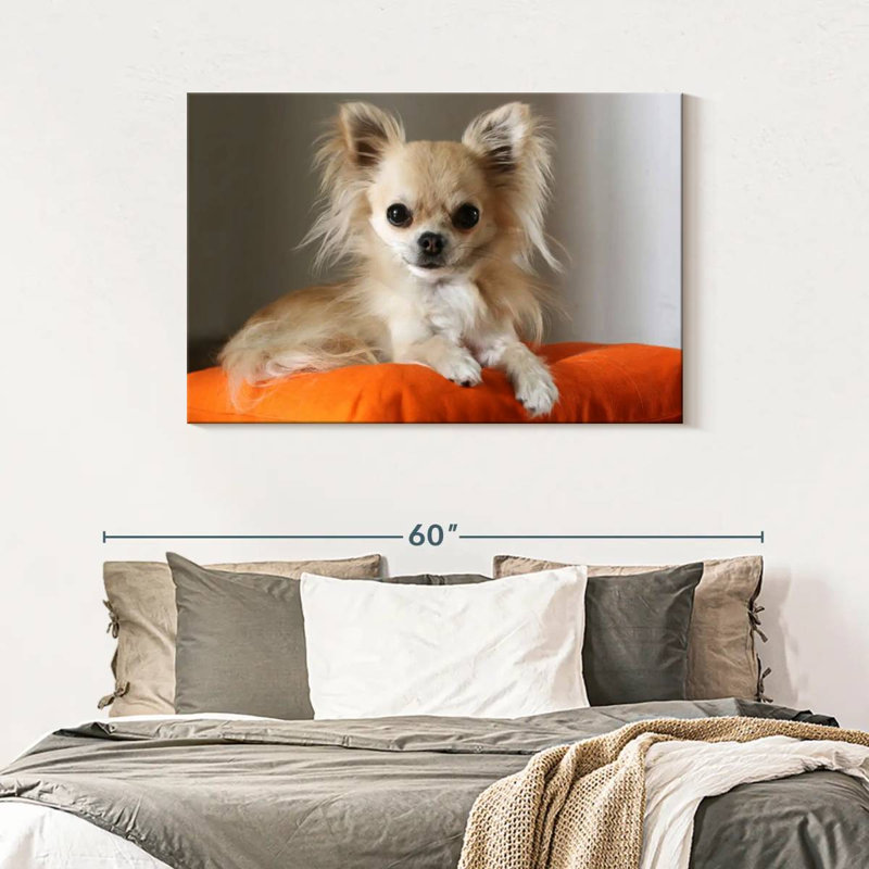 Crowhu Chihuahua sur un oreiller, H 30 po x l 45 po