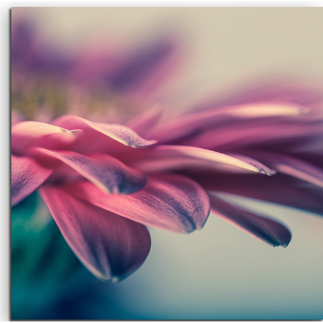 Gerahmtes Leinwandbild Gerbera-Blumen Nahaufnahme