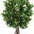 Oriental Ficus Tree in Stone Pot