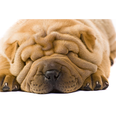 " Tan Sharpei Dog " by Remedios