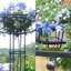 Taegyn Plant Stand