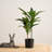 60cm Faux Real Touch Dracaena Tree