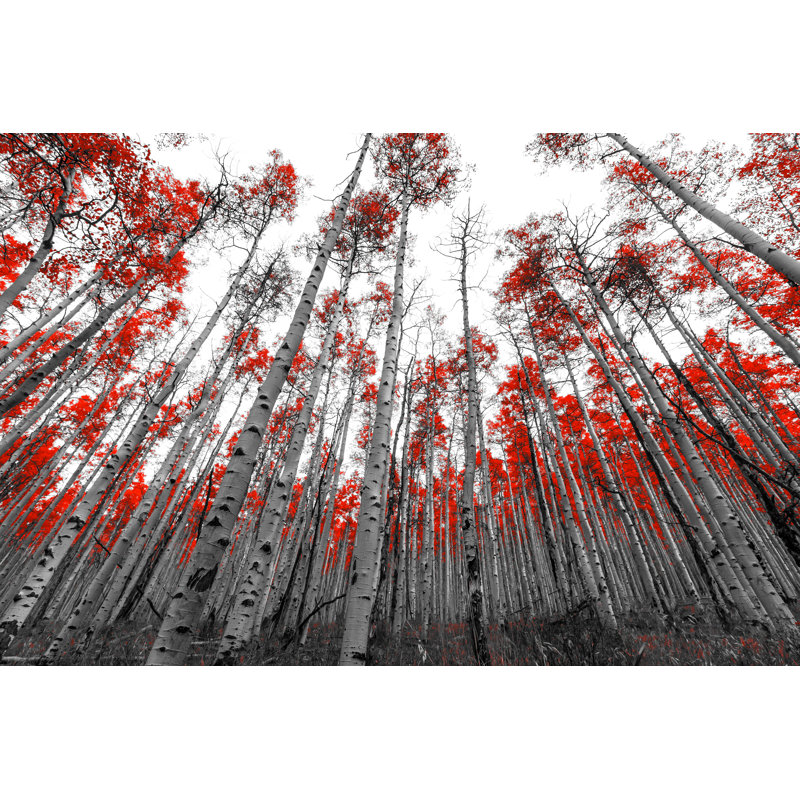 Tall Red Trees In Black And White Landscape by Deberarr - Wrapped Canvas Print, 12"H x 18"W