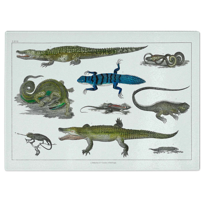 Tempered Glass Various Reptiles XXVII by Oliver Goldsmith Chopping Board, 28.5 cm W x 20 cm L