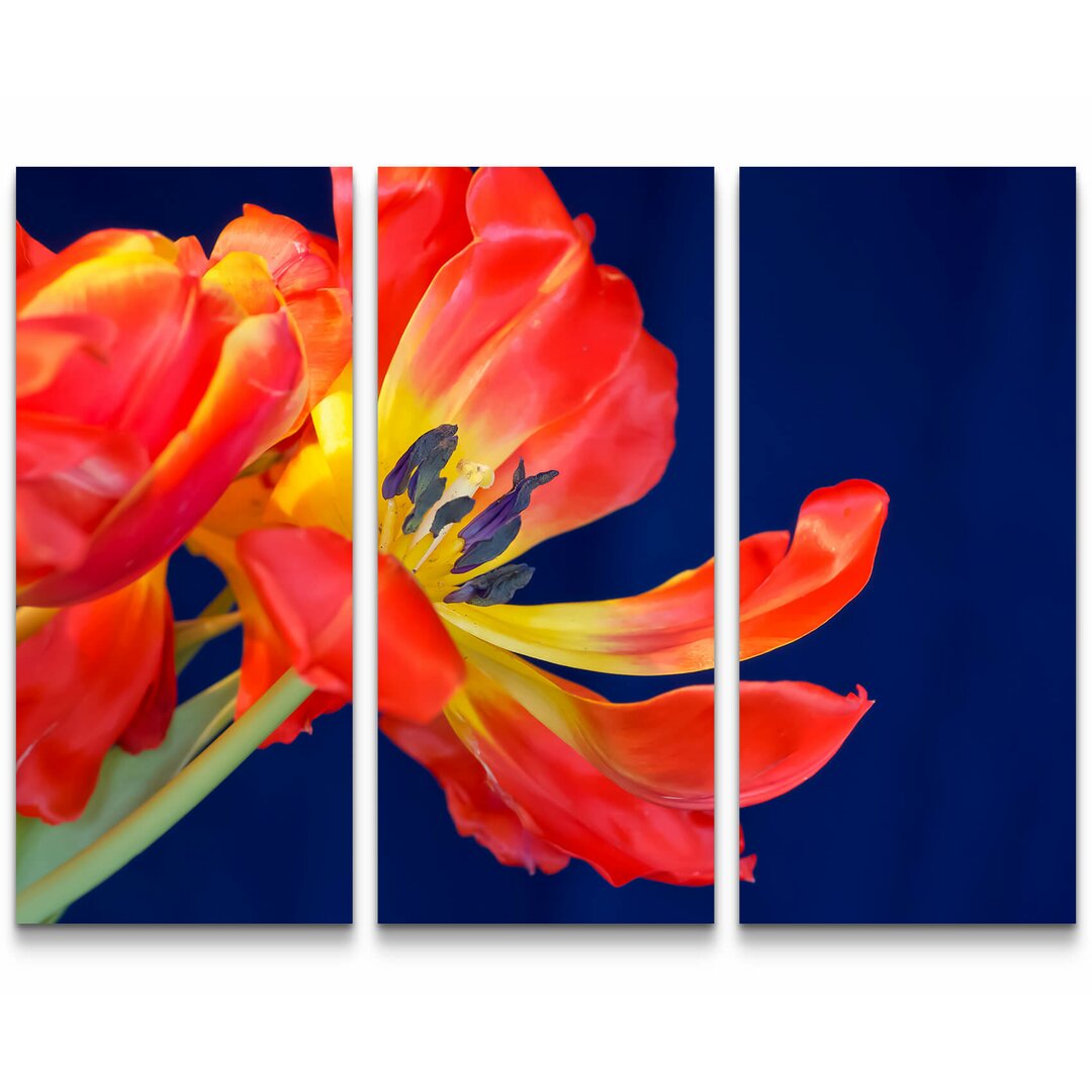 3-tlg. Leinwandbilder-Set Rote Tulpe, mit blauem Hintergrund