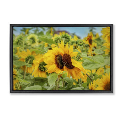 Photographie d'un champ de tournesols, toile brune encadrée par Carrie Ann Grippo-Pike