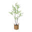 Enkianthus japonais en pot 78 po Everleaf