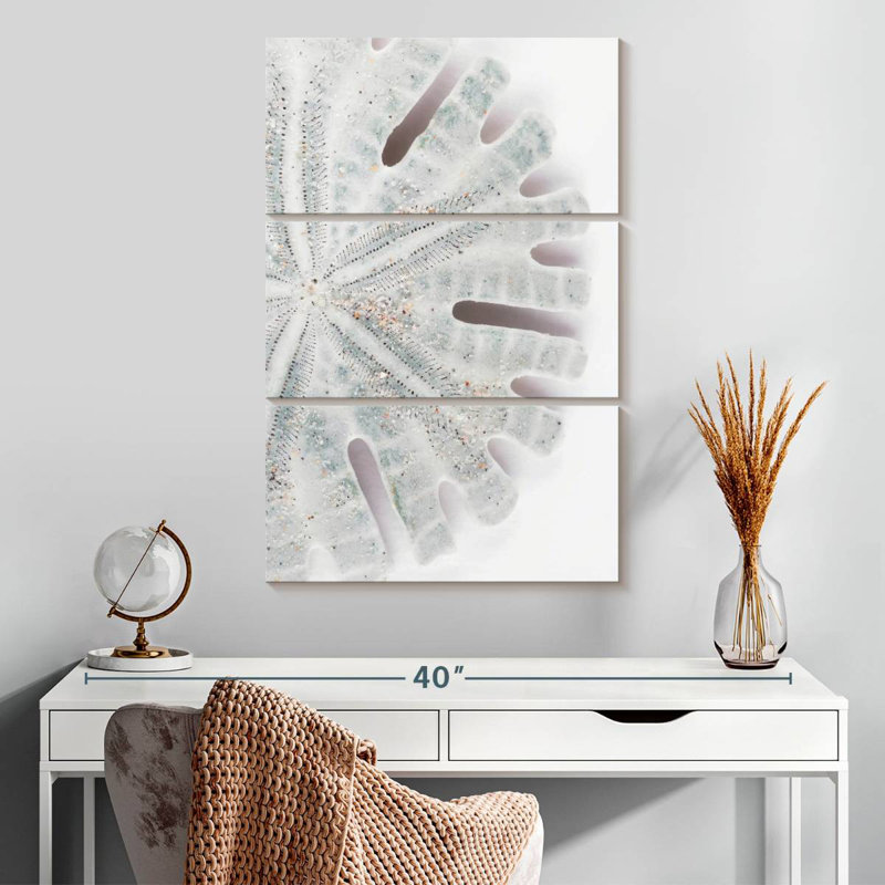 Brampt Florida Sand Dollar I, 32" H x 20" W