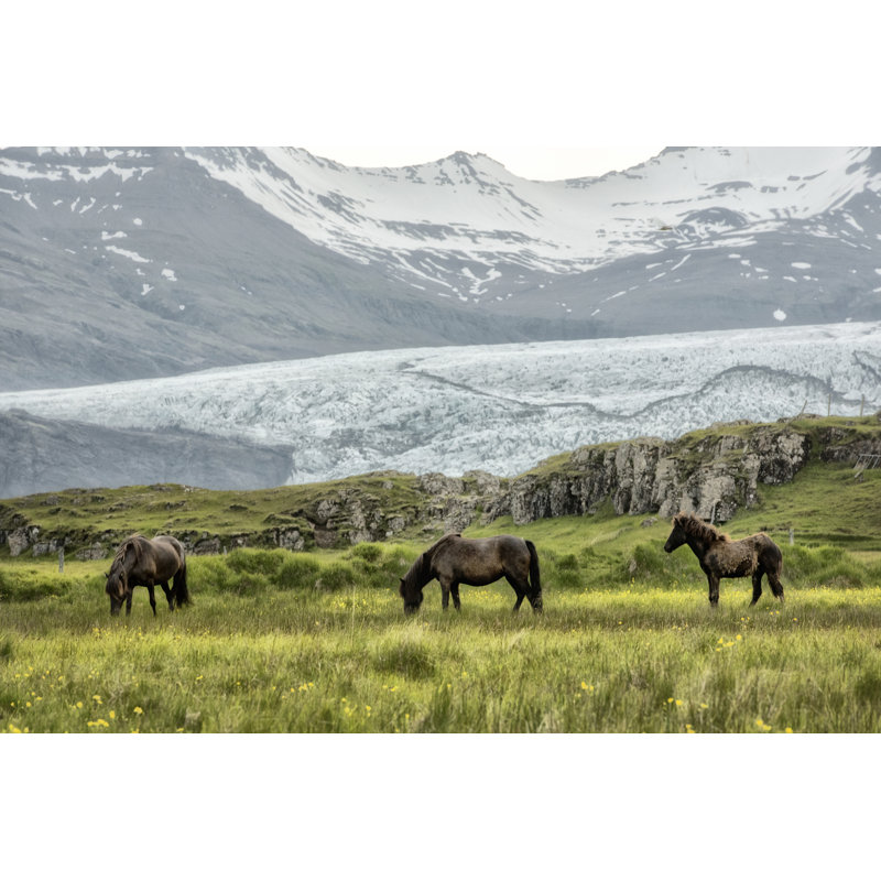 Grazing at the Glacier by Danny Head - Photograph, 51 cm H x 76 cm W, Black Floater Framed