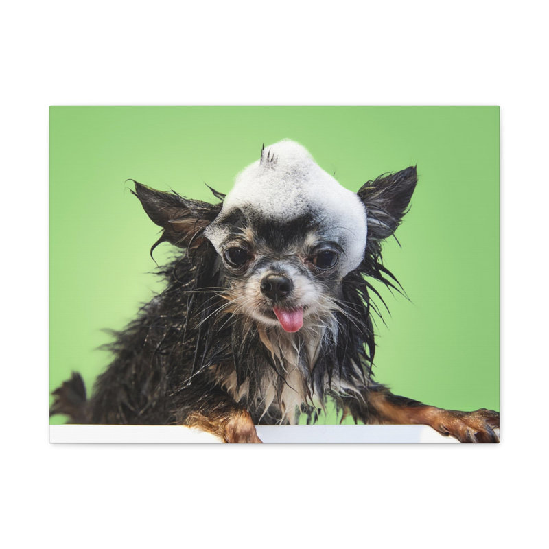 «Funny Chihuahua Bath», art mural sur toile, H 24 po x l 30 po